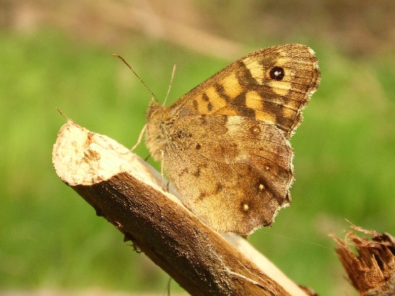 Parco del Ticino 18.4.13